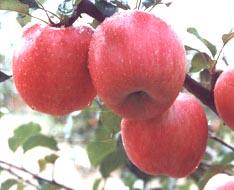 供應(yīng)中間砧矮化蘋果苗