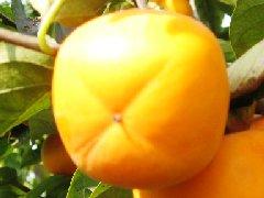 供應突圍桃苗價格