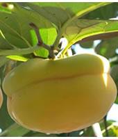 供應突圍桃苗價格