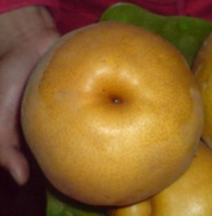 供應(yīng)山東晚秋黃梨苗價格