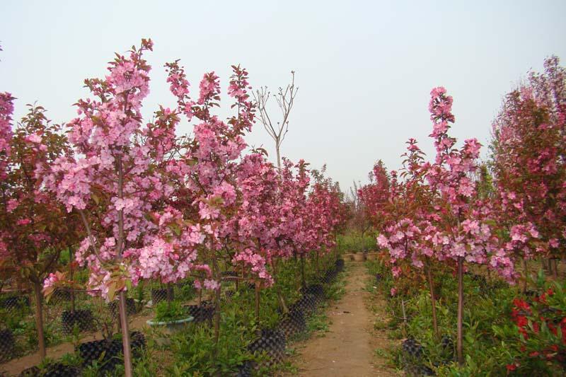 供應(yīng)北美海棠小苗