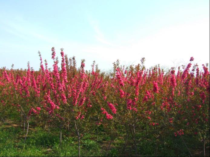 道格海棠道格海棠苗圖片