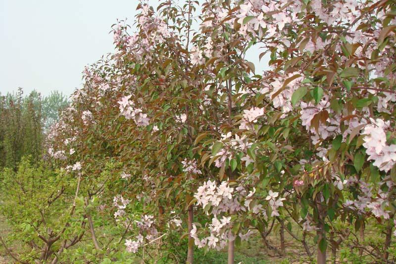 供應(yīng)北美海棠小苗