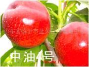 供應(yīng)中間砧矮化蘋果苗