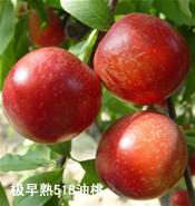 供應山東油桃苗價格