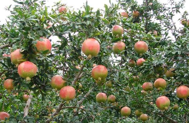 供應(yīng)矮化蘋果苗價格