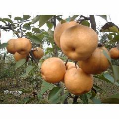 供應(yīng)山東晚秋黃梨苗價格