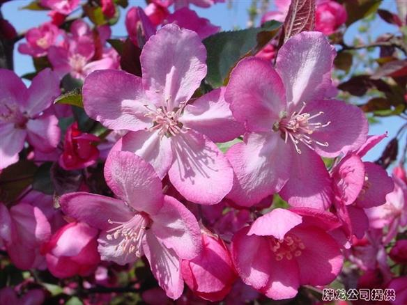 供應(yīng)北美海棠苗價(jià)格