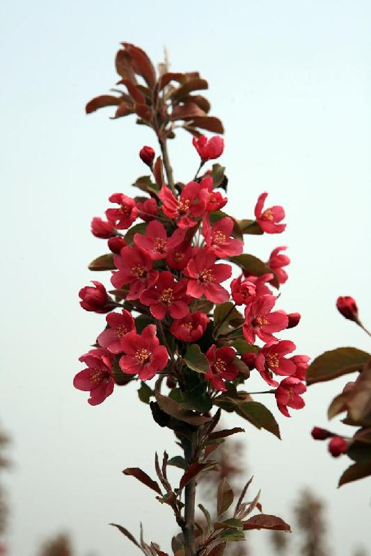 供應(yīng)北美海棠苗價(jià)格