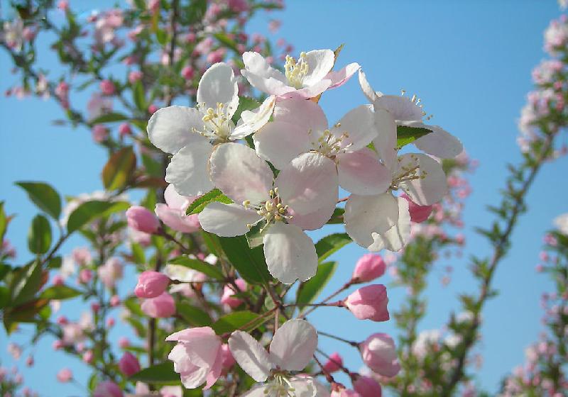 供應(yīng)北美海棠價(jià)格