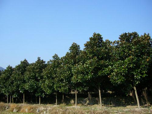 供應(yīng)廣玉蘭苗木專業(yè)種植基地批發(fā)，廣玉蘭苗木*批發(fā)價(jià)格，浙江嵊州北漳