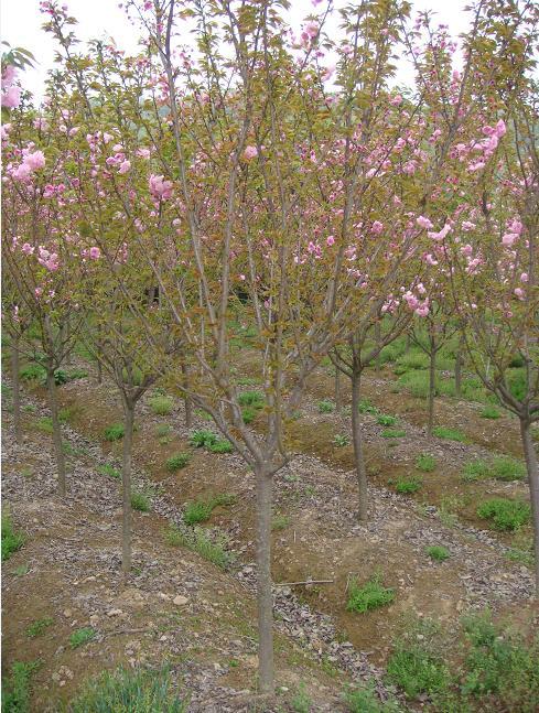 供應大量櫻花小苗出售