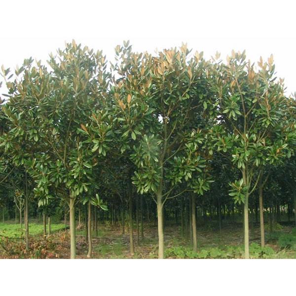 供應(yīng)廣玉蘭苗木專業(yè)種植基地批發(fā)，廣玉蘭苗木*批發(fā)價(jià)格，浙江嵊州北漳