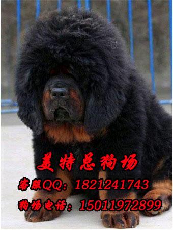 狮头藏獒犬图片