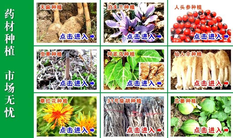 北京市泊夫兰种植泊夫兰泊夫兰种植技术厂家供应泊夫兰种植泊夫兰泊夫兰种植技术