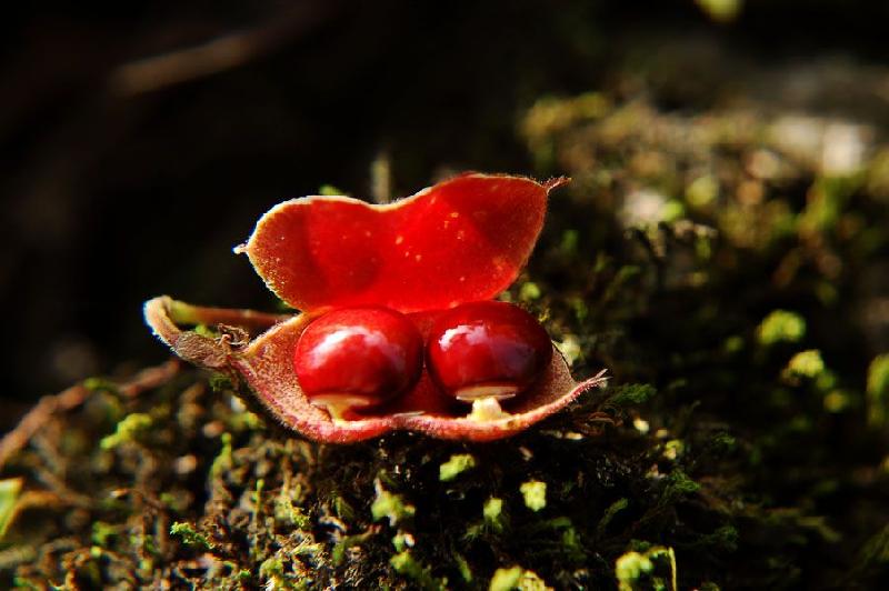 供应柴胡种植技术柴胡种植柴胡/柴胡种子价格 柴胡回收图片