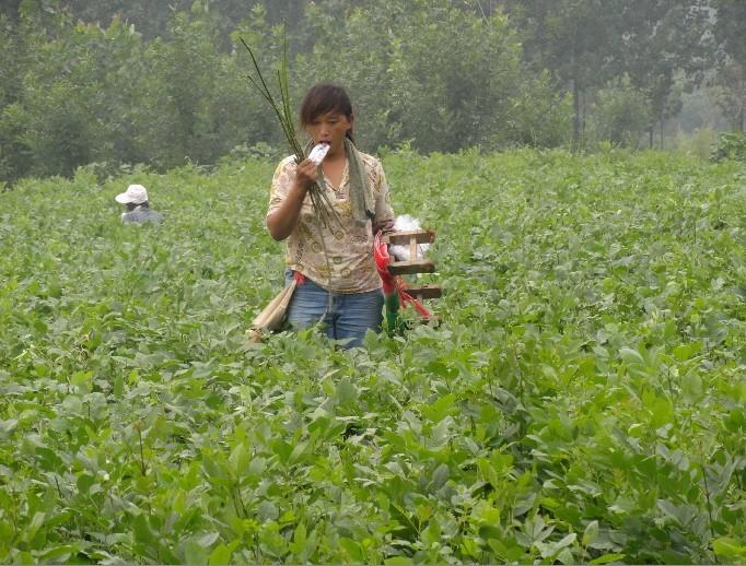 滨州市速生白蜡小苗速生白蜡半成品厂家