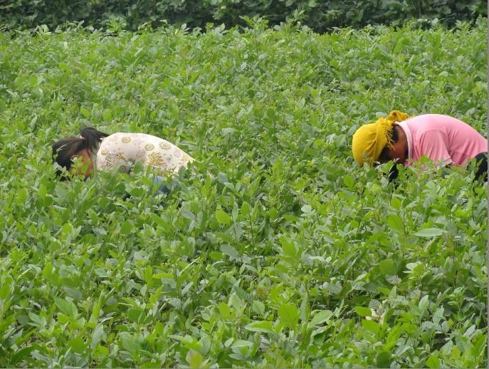 供应孙武苗木急售速生白蜡小苗1000万棵图片