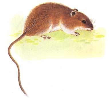 西安滅鼠公司寶雞滅鼠公司圖片