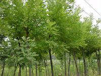 供應山東蘋果苗早熟1號紅將軍供應商