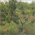 供應(yīng)山西運(yùn)城苗木供應(yīng)商，苗木價(jià)格，苗木銷(xiāo)售，苗木批發(fā)