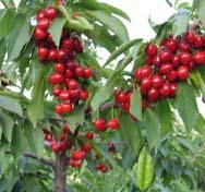 供應山東蘋果苗早熟1號紅將軍供應商