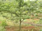 供應(yīng)蘋果樹梨樹海棠樹優(yōu)質(zhì)苗木供應(yīng)