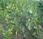 山西蘋果苗基地圖片