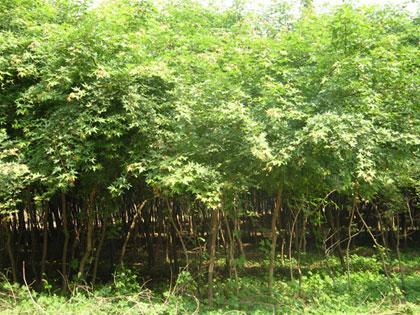 供應(yīng)山西國槐基地，國槐價格，國槐銷售，國槐批發(fā)