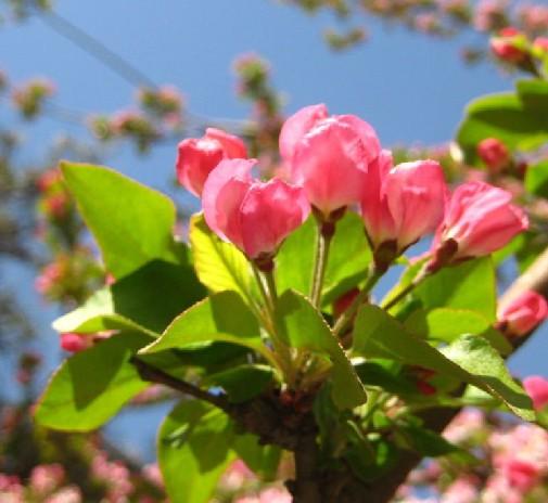 供應(yīng)蘋果樹梨樹海棠樹優(yōu)質(zhì)苗木供應(yīng)