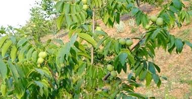 山西蘋果苗銷售圖片/山西蘋果苗銷售樣板圖 (3)