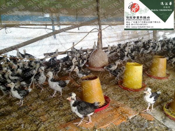 廣東貴妃雞價(jià)格\貴妃雞養(yǎng)殖