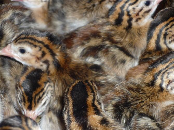 供應(yīng)馮氏珍禽優(yōu)質(zhì)珍*苗