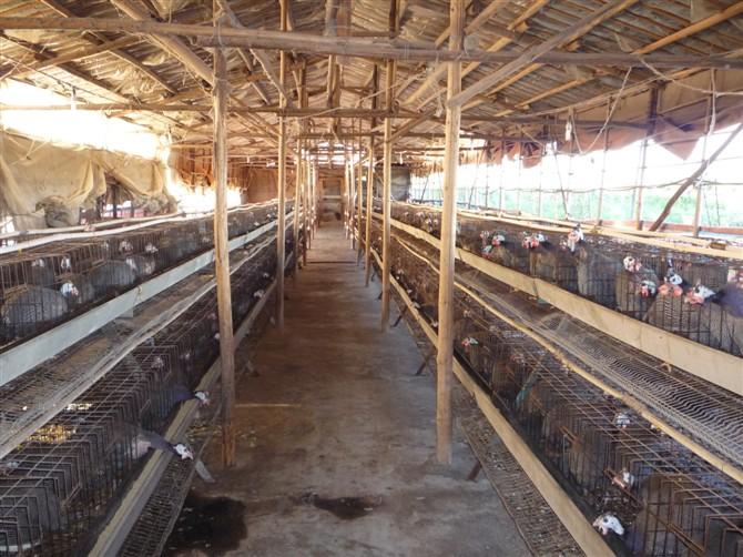 廣東珍珠雞苗供應(yīng)江門商品珍珠雞圖片