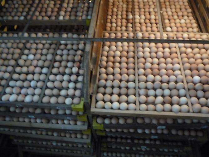 供應(yīng)馮氏珍禽優(yōu)質(zhì)珍*苗