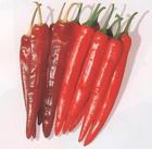 供應(yīng)專注生產(chǎn)辣椒汁-鐵嶺泓源