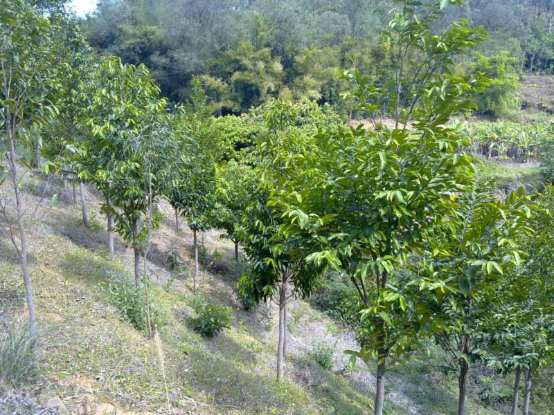 供應沉香樹一株多少錢