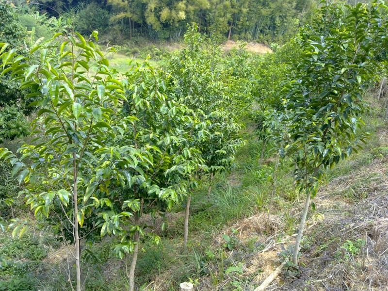 供應(yīng)廣東土沉香種植農(nóng)戶