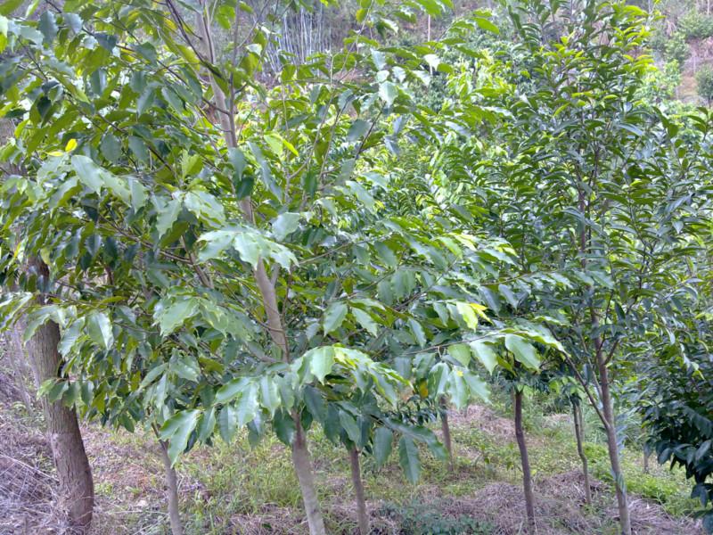 供應(yīng)廣東土沉香種植農(nóng)戶