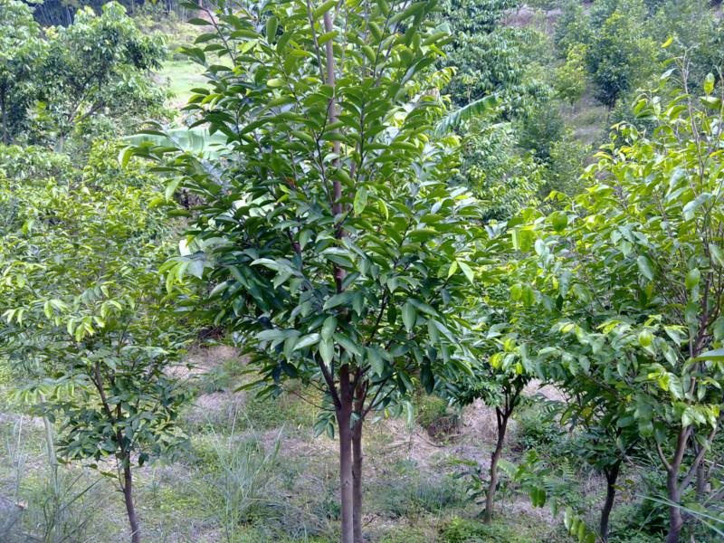 供應(yīng)廣東哪里有土沉香種植農(nóng)戶