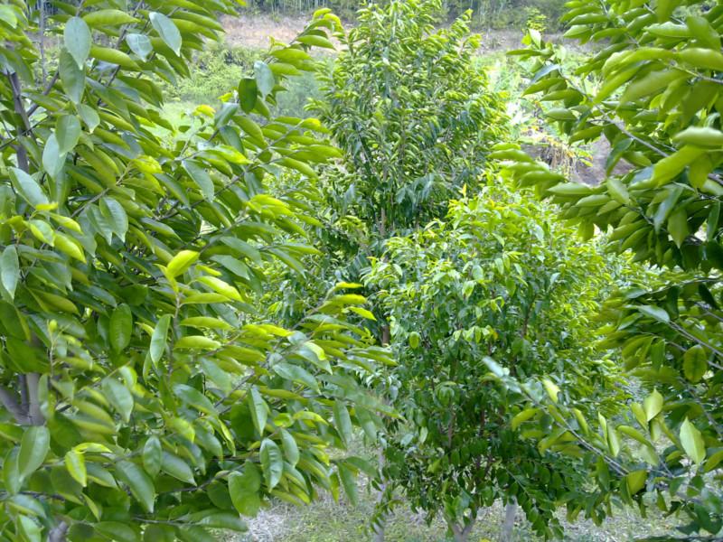 供應規(guī)模*的白木香種植基地