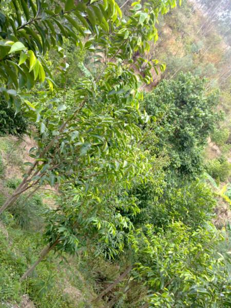 供應(yīng)廣東哪里有土沉香種植農(nóng)戶