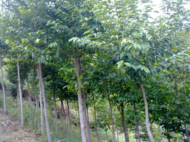 供應(yīng)深圳沉香樹價格