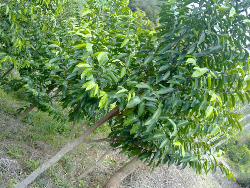 供應(yīng)廣東*沉香