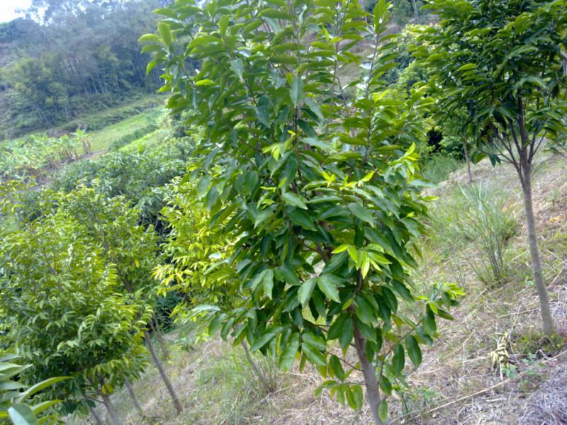 供應(yīng)哪里有白木香樹