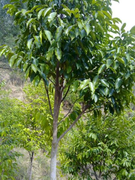 供應(yīng)廣東土沉香種植農(nóng)戶