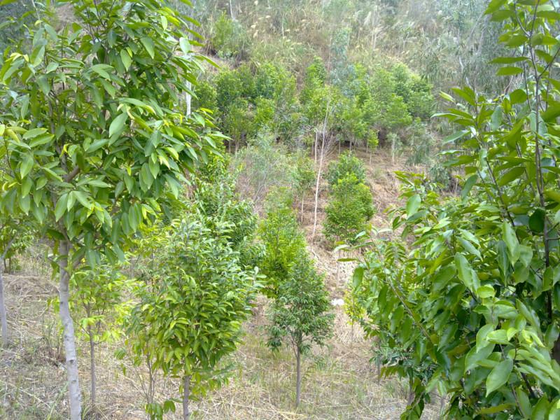 沉香樹多少錢圖片