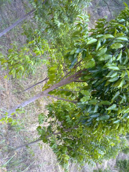 供應(yīng)哪里有白木香樹