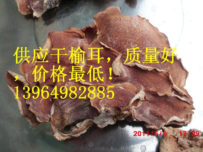 片大肉厚榆耳批发供应片大肉厚榆耳批发