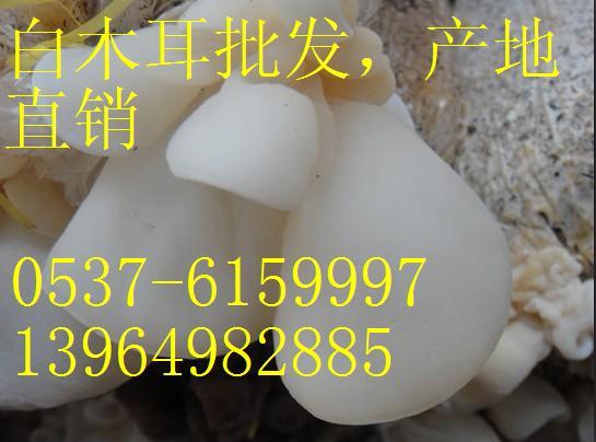 供应白木耳QQ群228772548图片